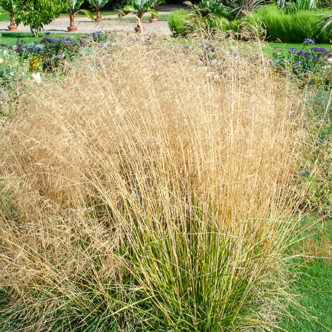 Smele Goldtau - Deschampsia cespitosa goldtau - Willemse