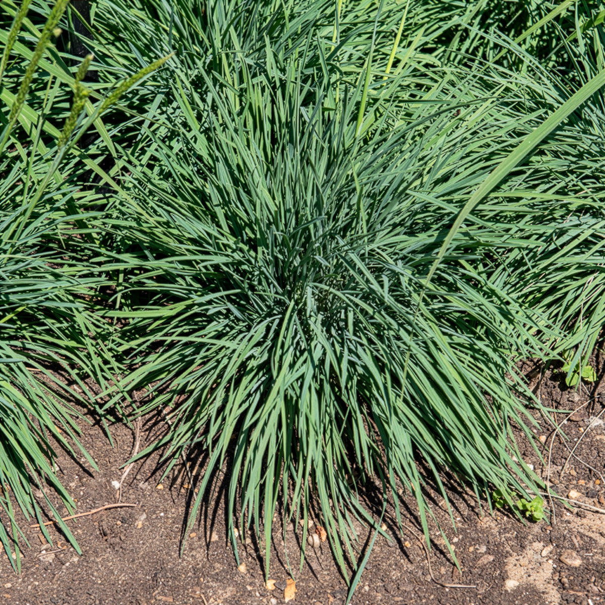 Fakkelgras - Willemse