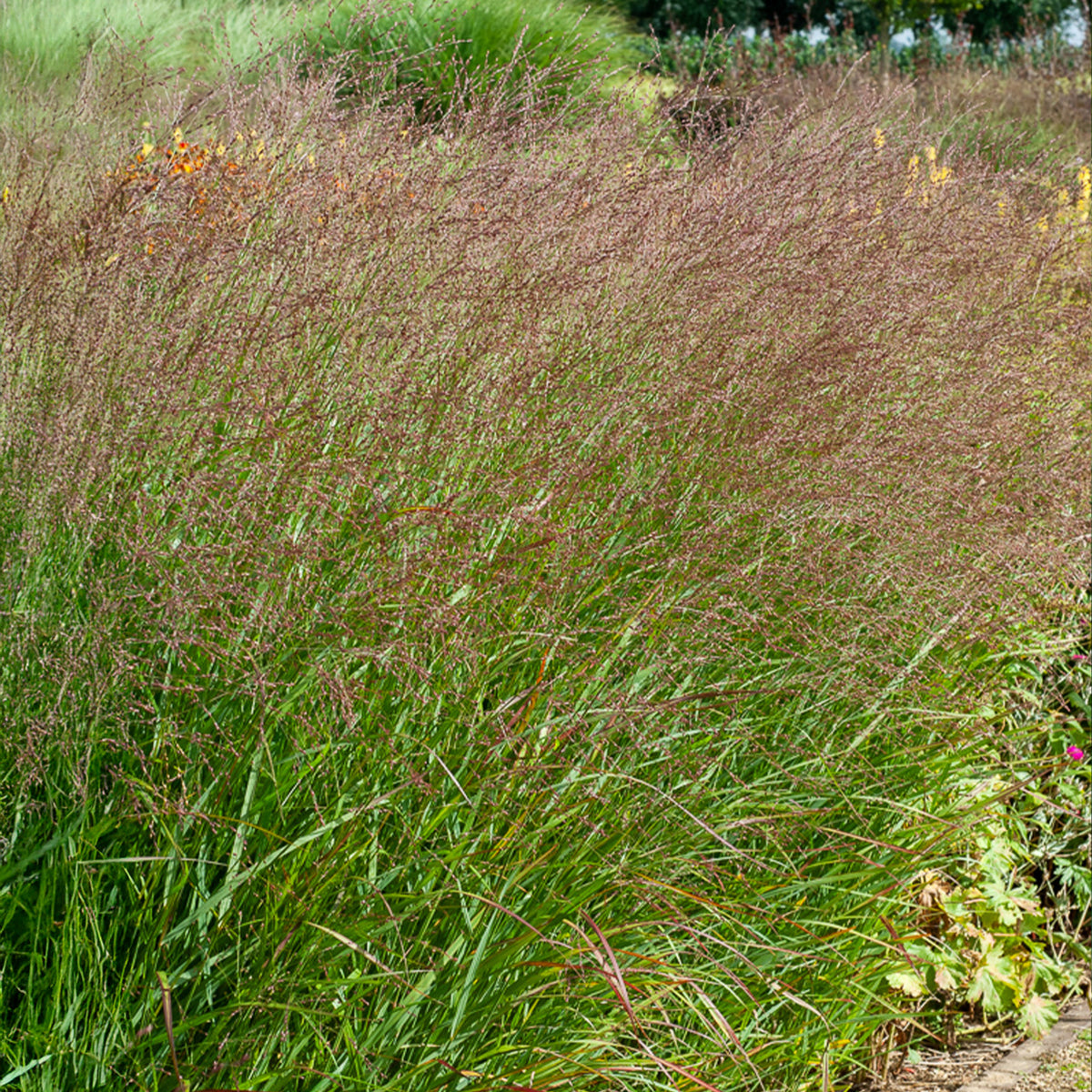 Vingergras Shenandoah - Willemse