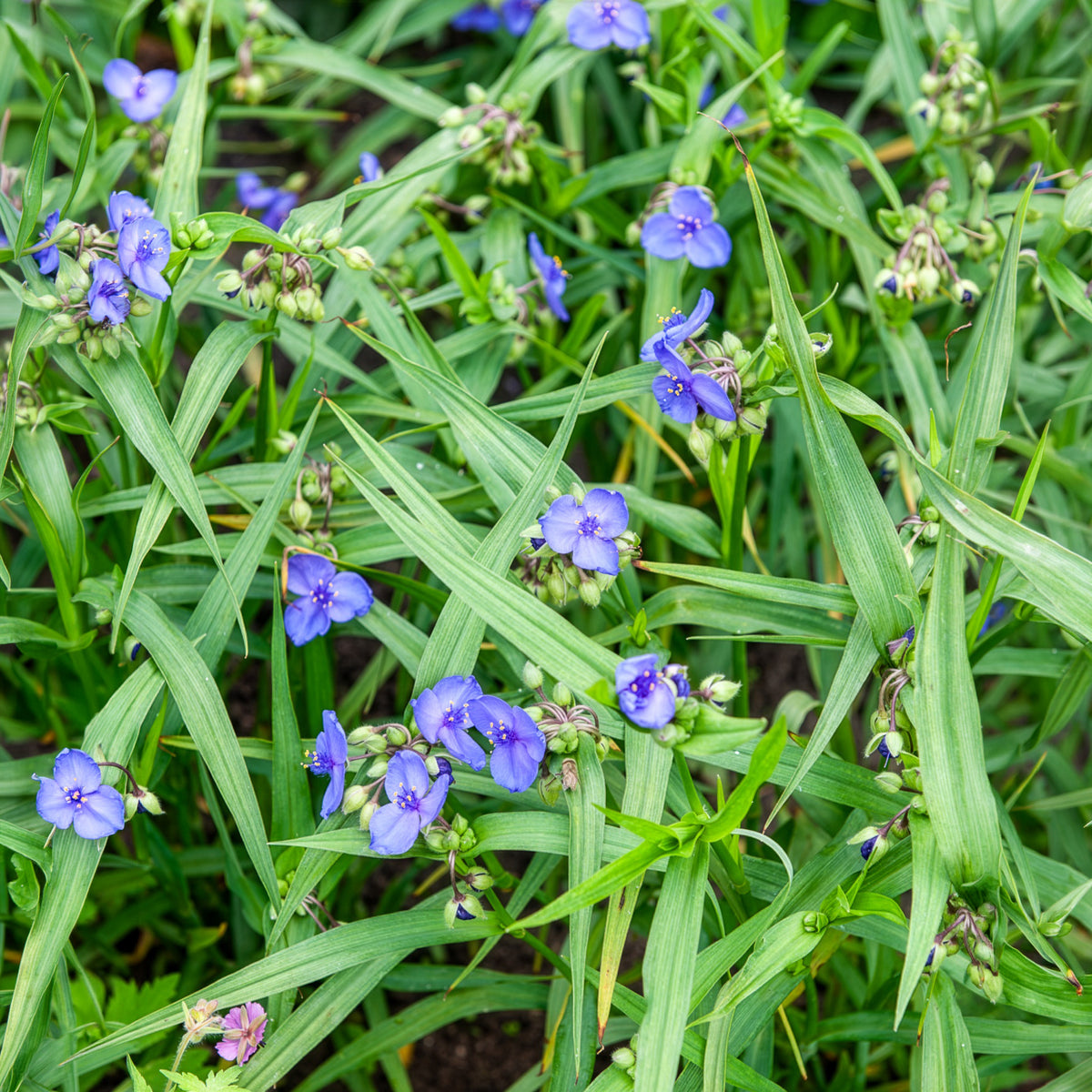 Eéndagsbloem Zwanenburg - Tradescantia ( andersoniana group ) zwanenburg blu - Willemse