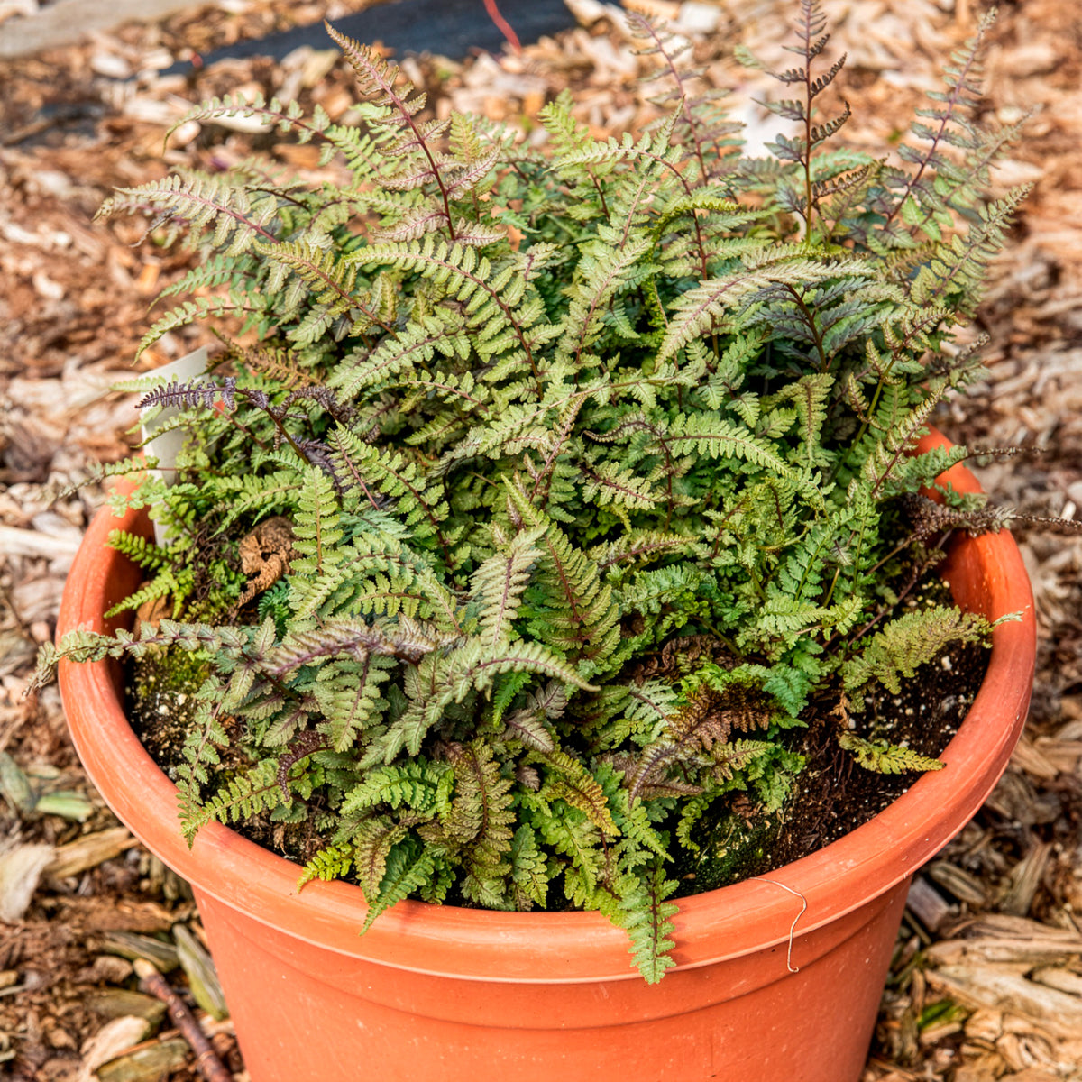 Wijfjesvaren Burgundy Lace - Willemse