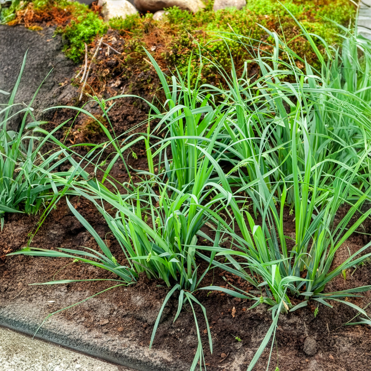 Zegge Bunny Blue - Willemse