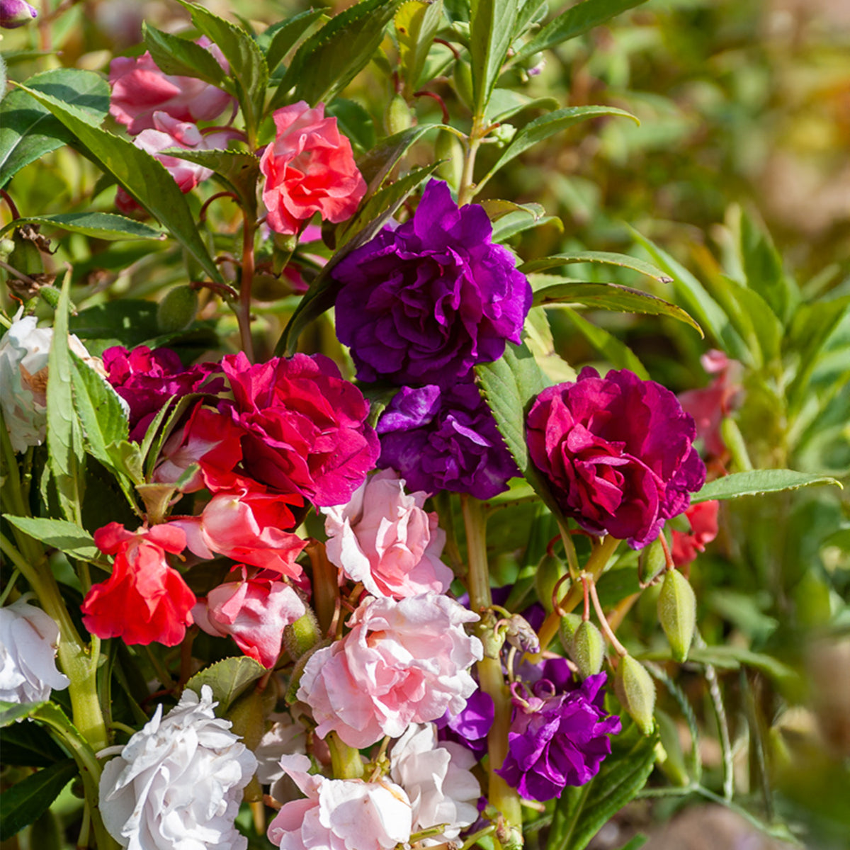 Balsamine Mix - Willemse