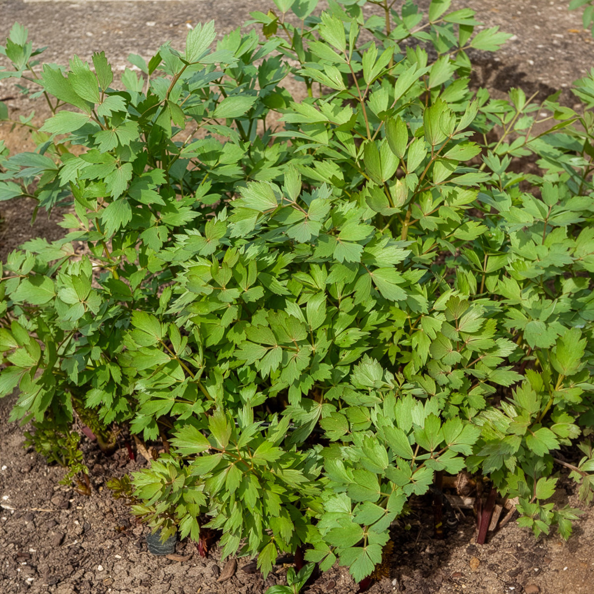 Levisticum officinalis - Lavas - BIO - Biologische kruiden