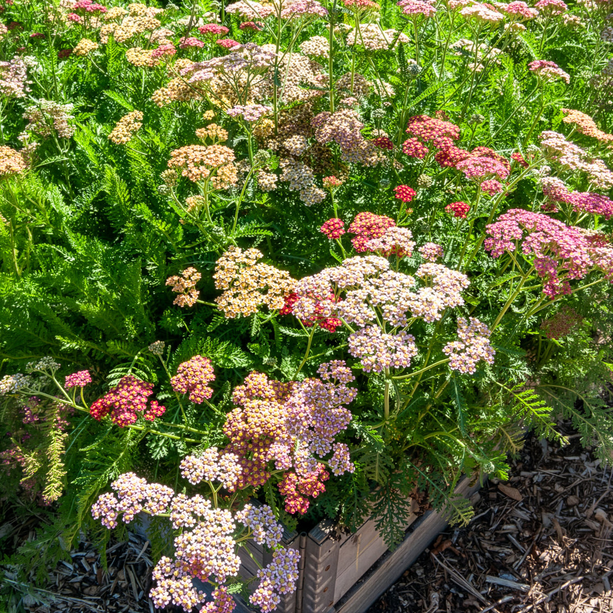 Duizendblad Achillea millefolium Summer Pastels FMix - Willemse