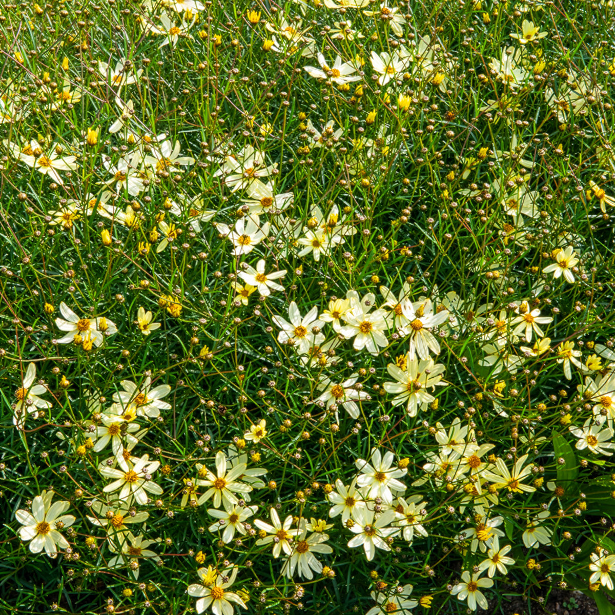 Meisjesogen Moonbeam - Willemse