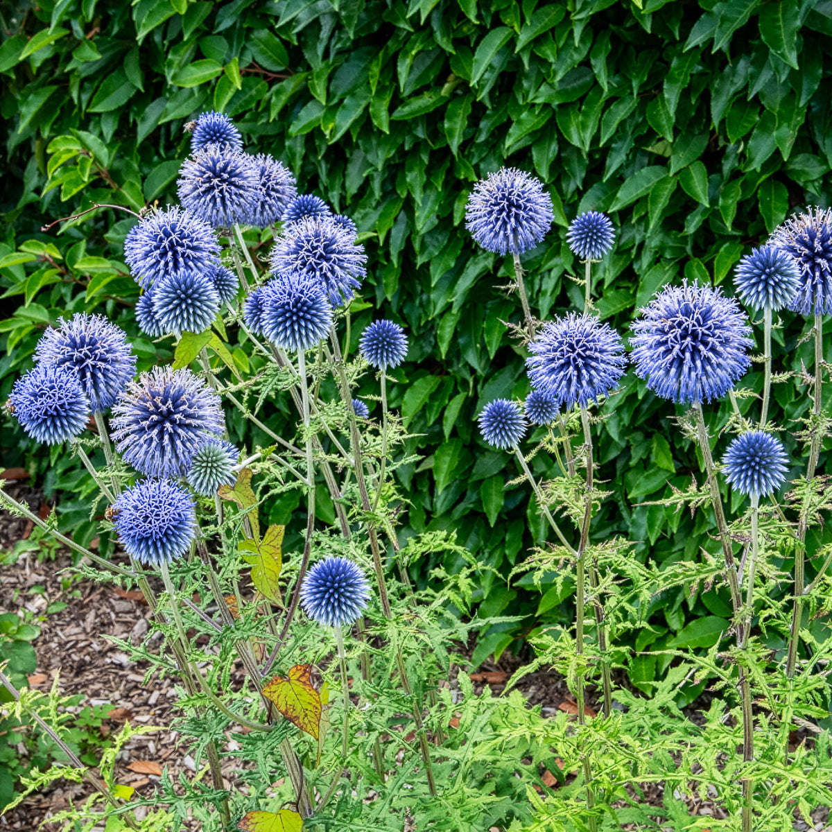 Kogeldistel - Willemse