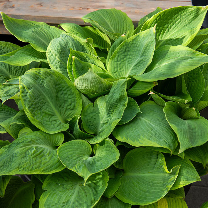 Hartlelie Frances Williams à marge jaune - Hosta sieboldiana frances williams - Willemse