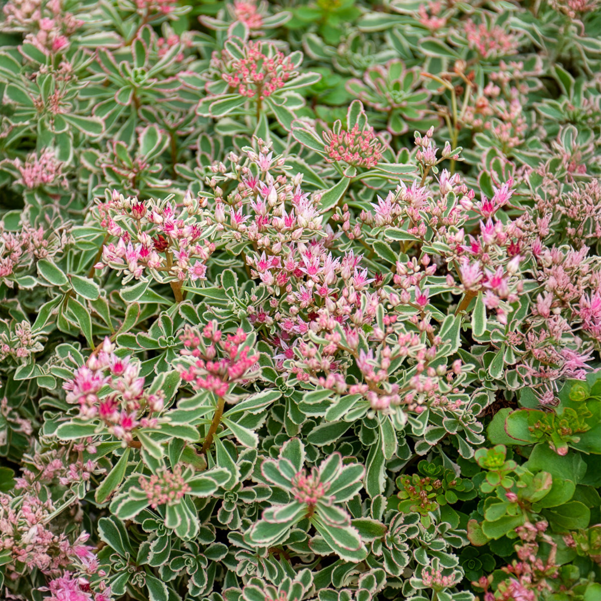 Verkoop Roze vetkruid - Sedum spurium Variegatum