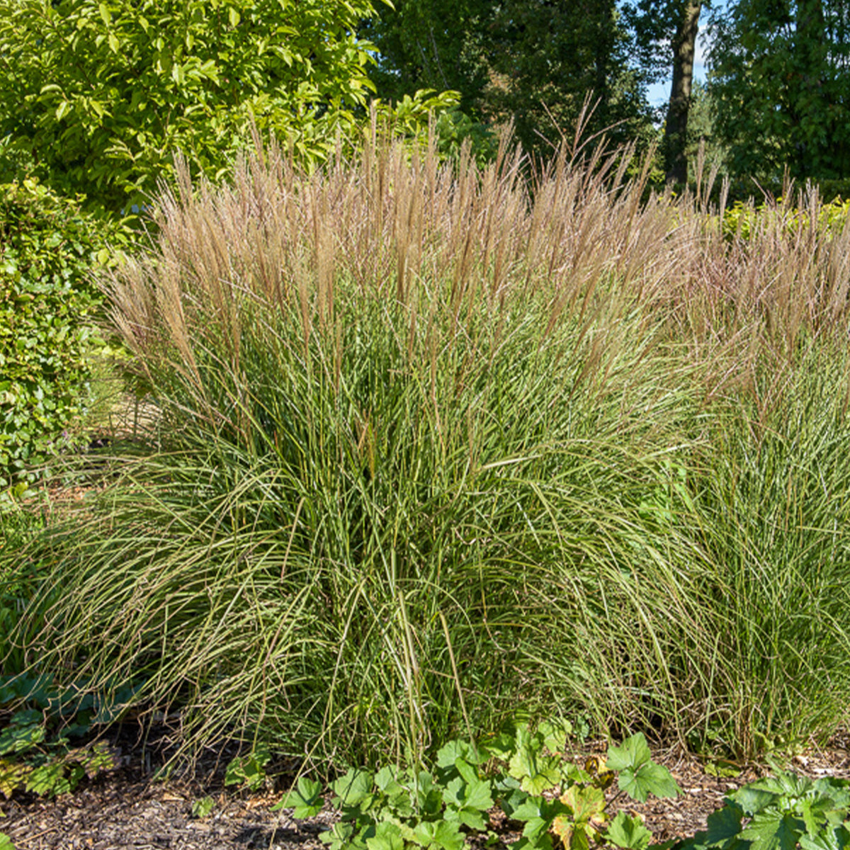 Laurierhaag Otto Luyken - Willemse