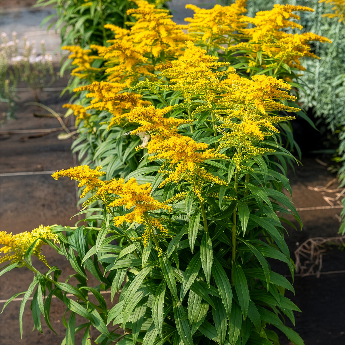 Canadese guldenroede Golden Dwarf - Solidago Golden Dwarf - Willemse