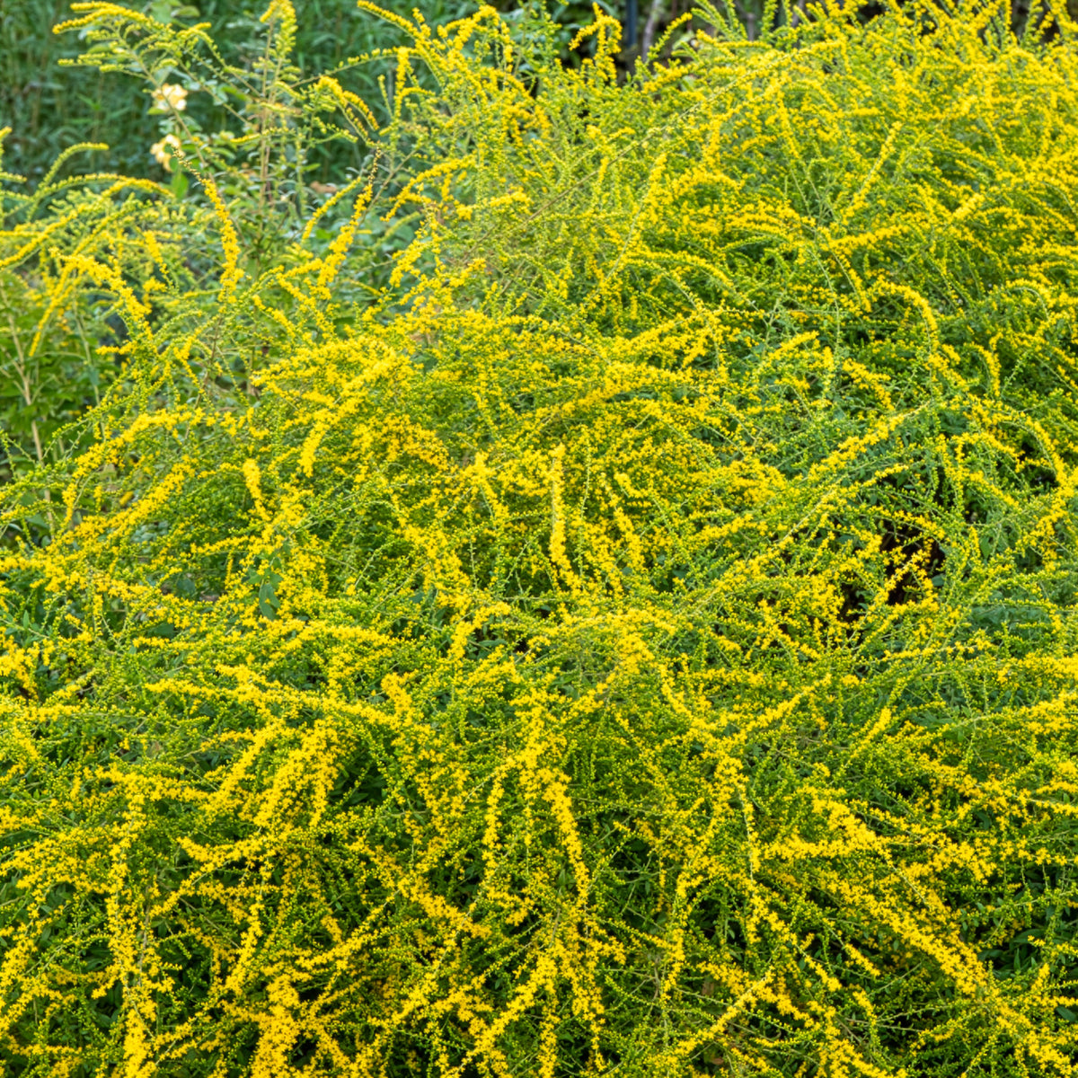 Guldenroede Fireworks - Solidago rugosa Fireworks - Willemse