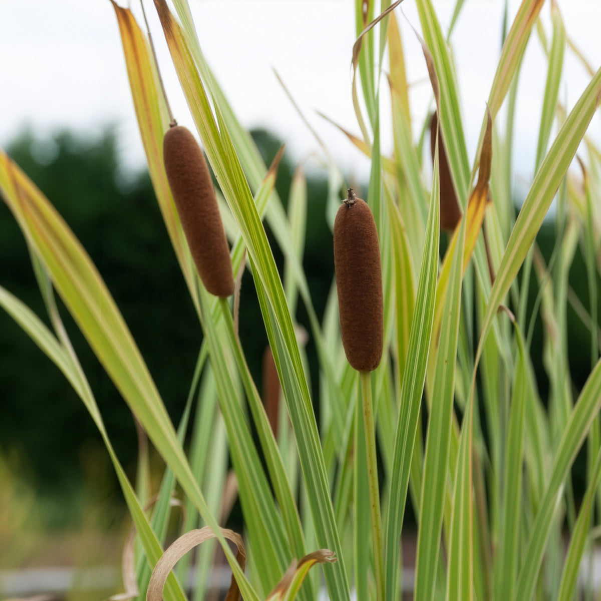 Typha latifolia variegata - Grote bonte lisdodde - Riet