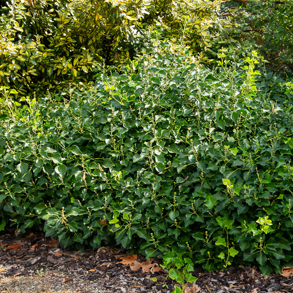 Struik klimop - Willemse