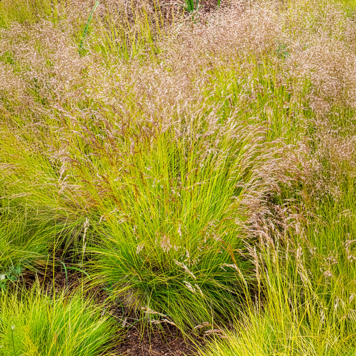 Bochtige smele Tatra gold - Deschampsia flexuosa Tatra Gold - Willemse