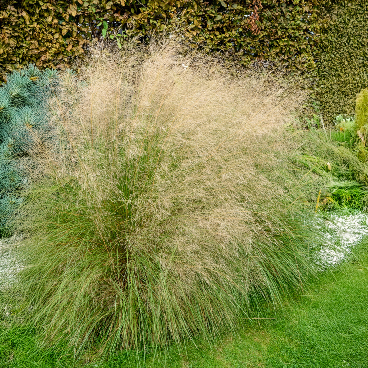 Eragrostis curvula - Liefdesgras - Siergrassen