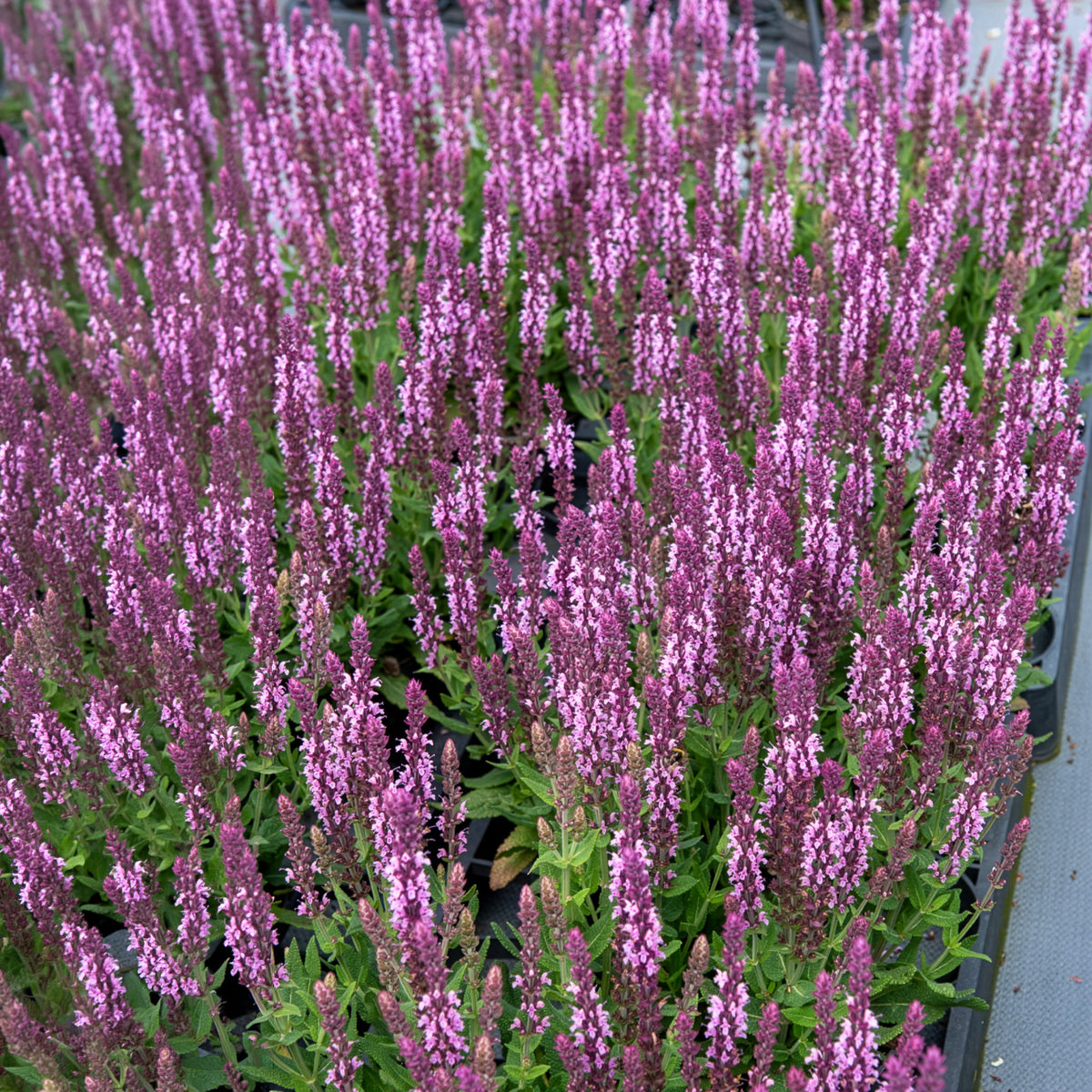 Salie - Bossalie 'Sensation Pink' - Salvia nemorosa sensation pink
