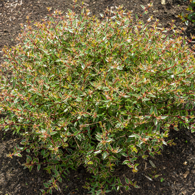 Abelia grandiflora Confetti - Willemse