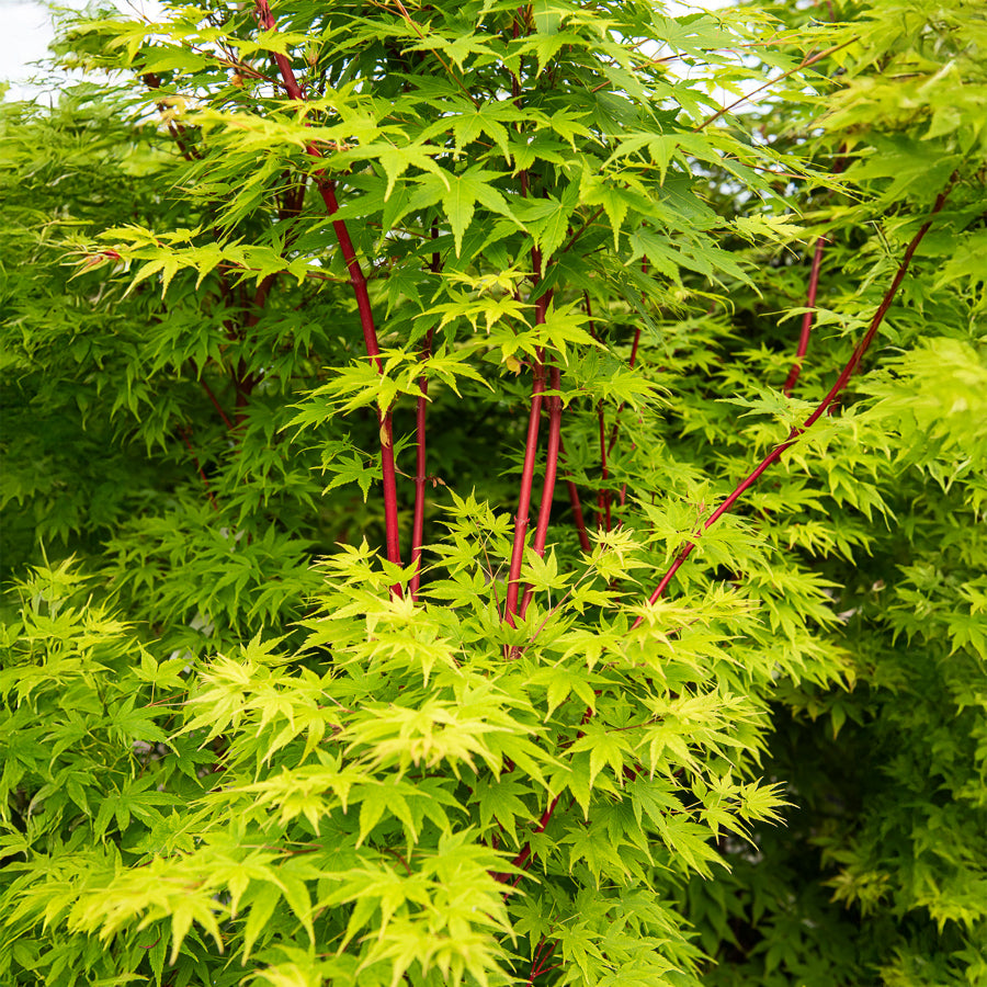 Japanse esdoorn Sango-kaku - Willemse