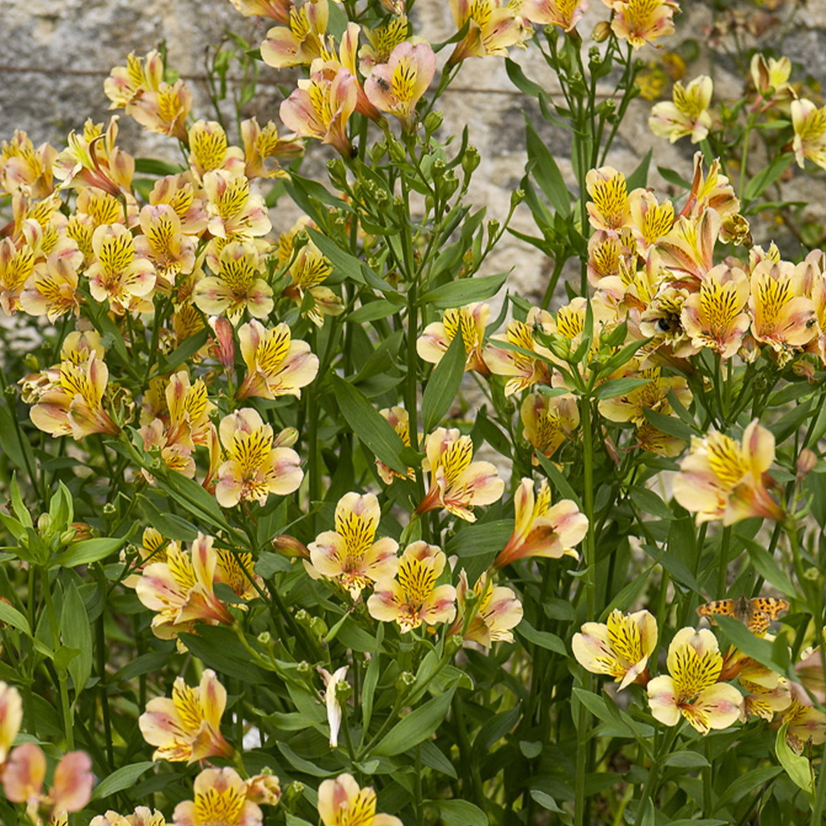 Incalelie - Alstroemeria Majestic Layon - Willemse