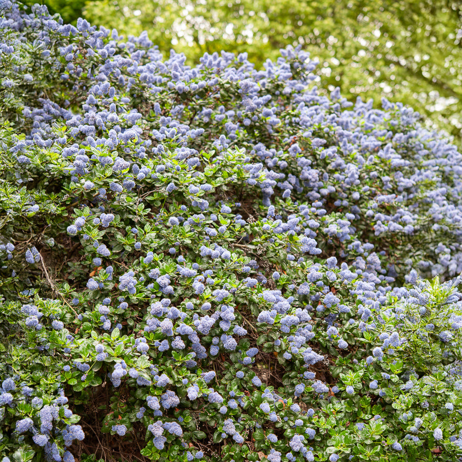 Ceanothus griseus Yankee Point - Amerikaanse sering Yankee Point - Ceanothus - Californische sering