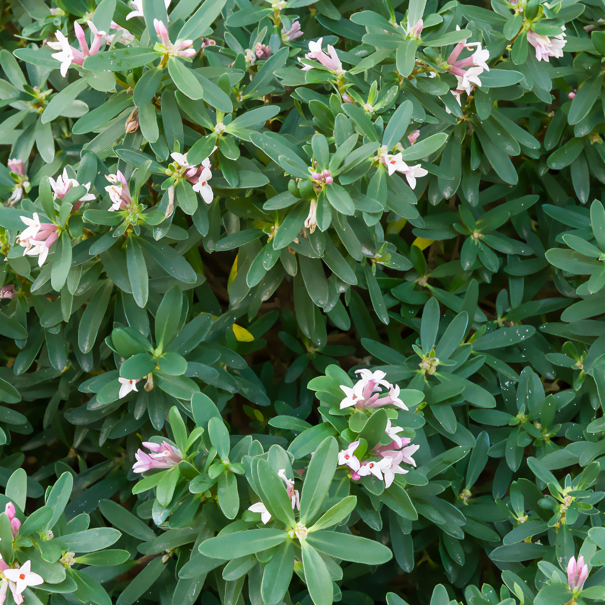 Transatlantische daphne Pink Fragrance® - Willemse