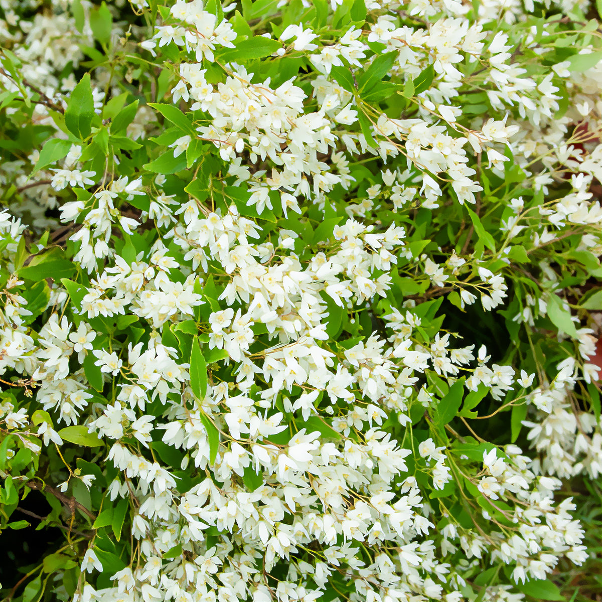 Dwergdeutzia Nikko - Willemse