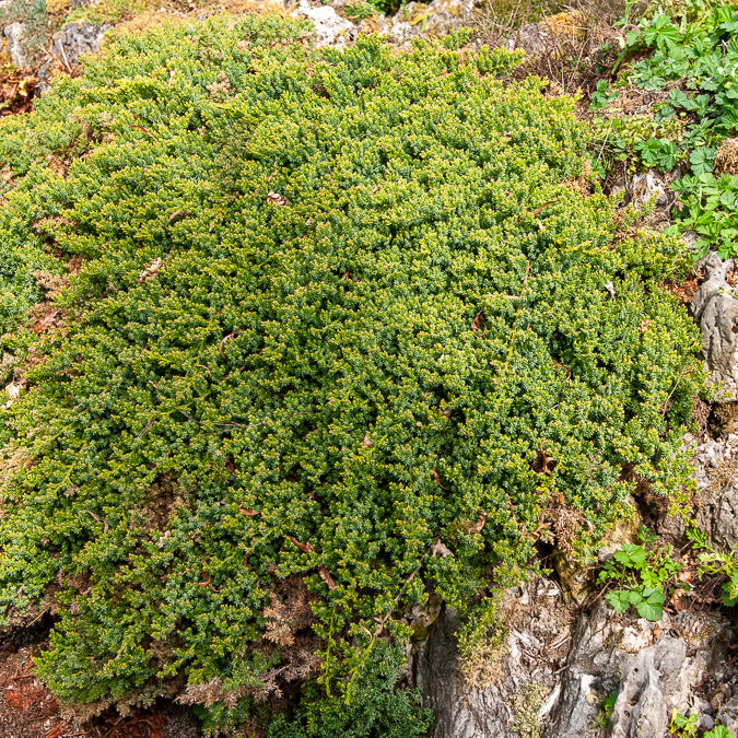 Bodembedekkers - Dwerg jeneverbes Nana - Juniperus procumbens Nana