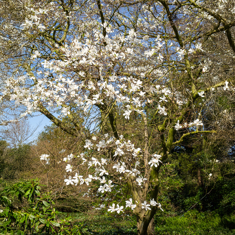 Kobushi magnolia - Magnolia kobus - Willemse