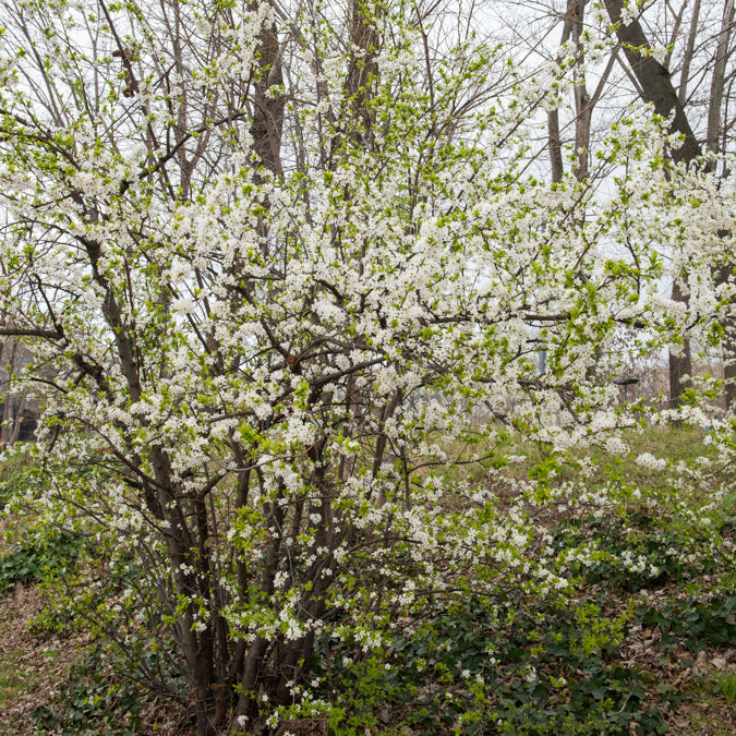 Sleedoorn - Prunus spinosa - Willemse