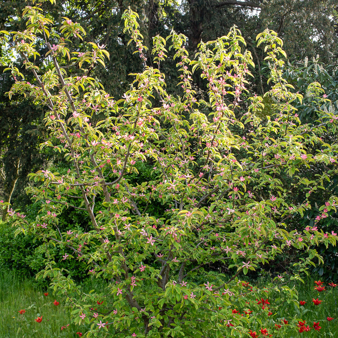 Chinese kwee - Pseudocydonia sinensis - Willemse