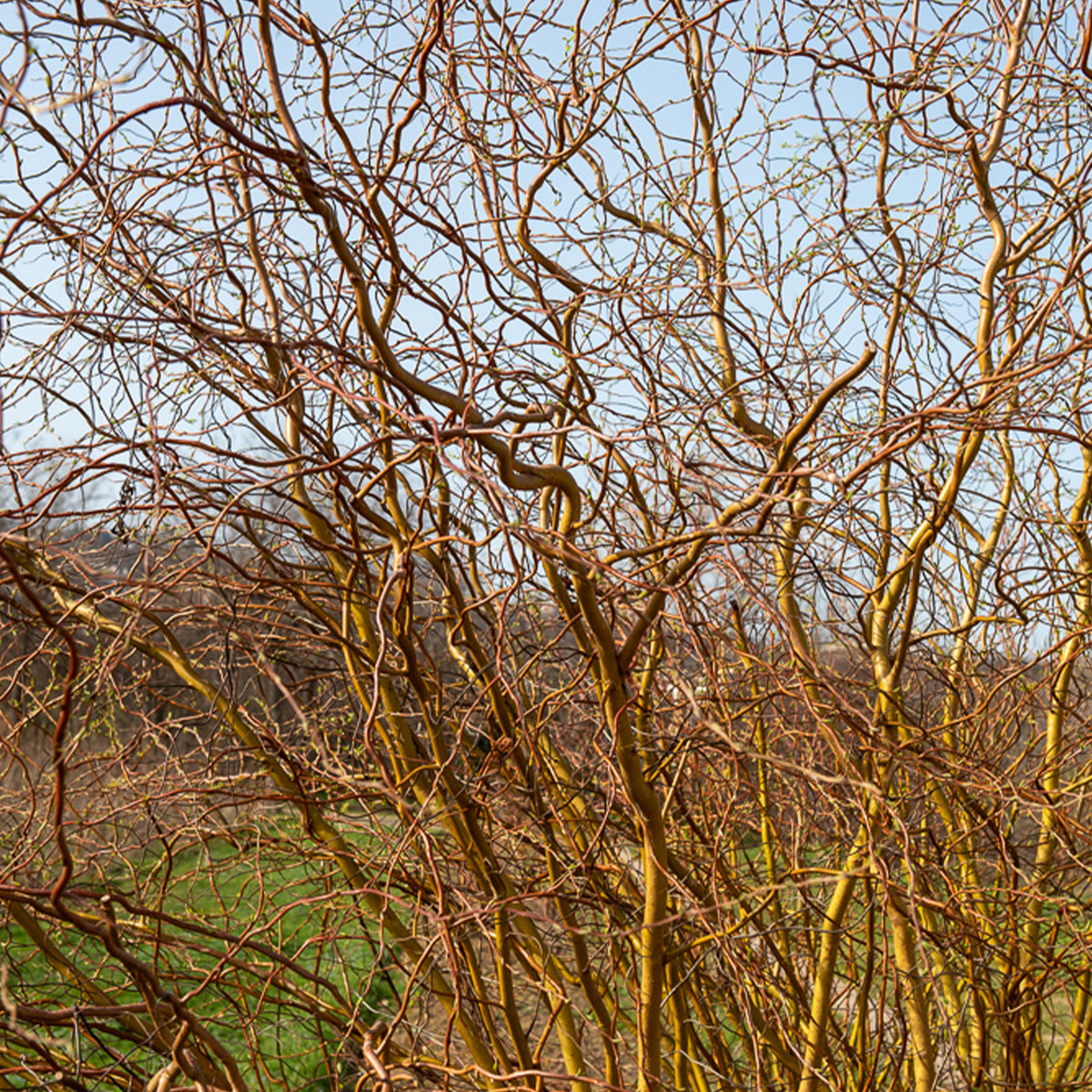 Kronkelwilg - Salix erythroflexuosa - Willemse