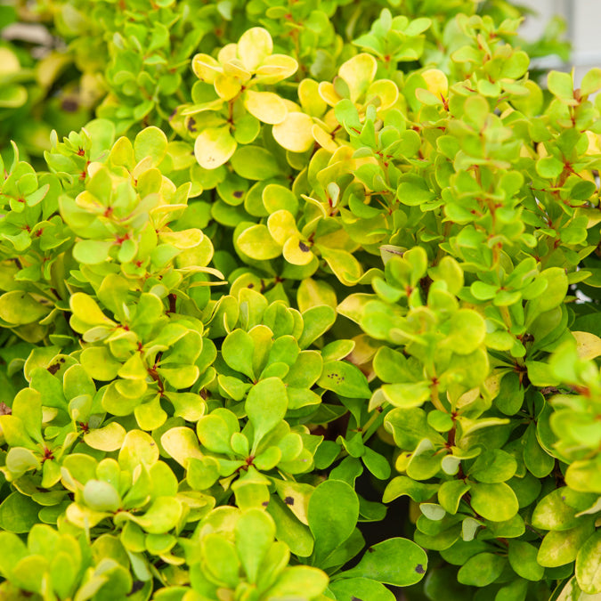 Thunberg struik Golden Rocket - Berberis thunbergii Golden Rocket - Willemse