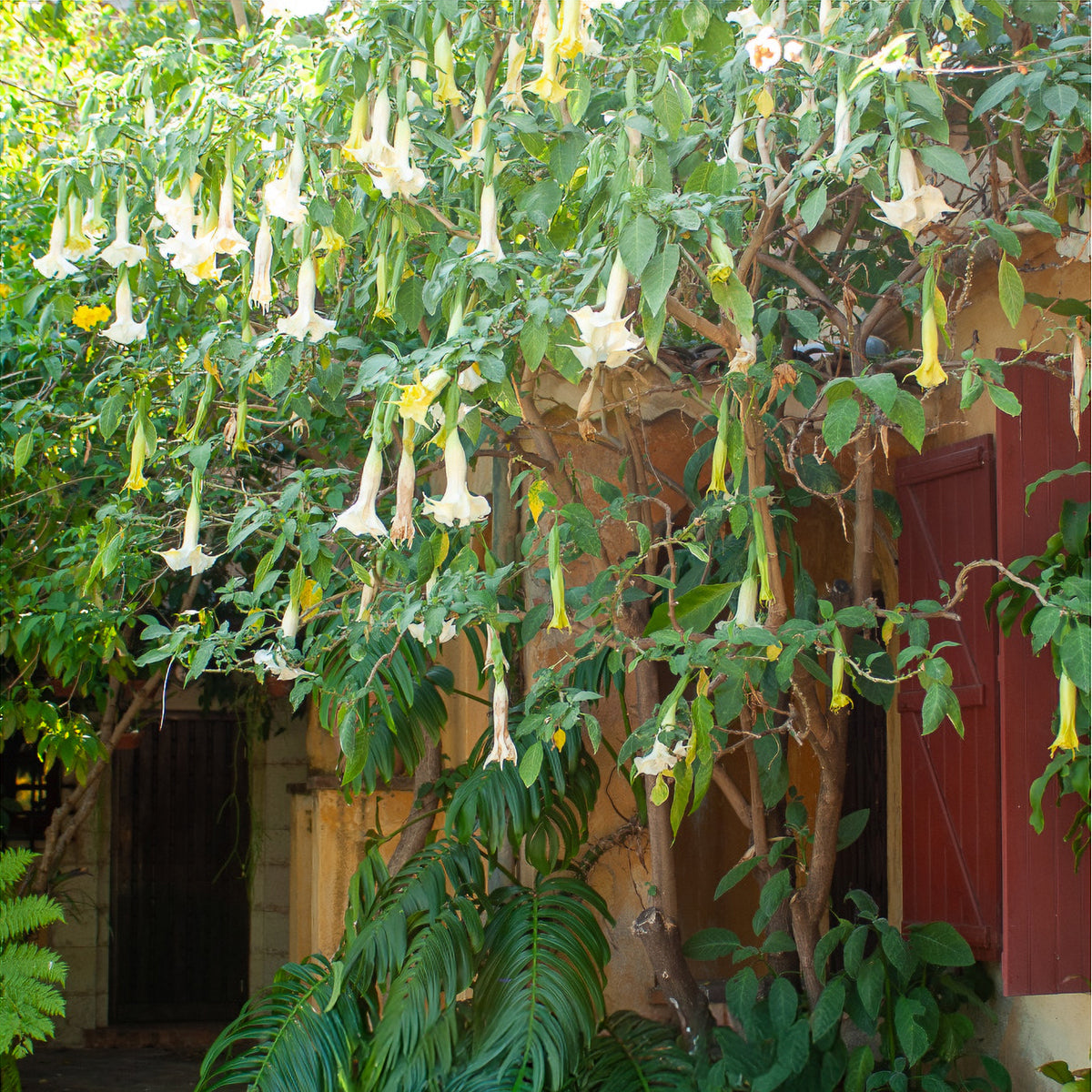 Brugmansia arborea - Brugmansia - Balkon- en terrasplanten