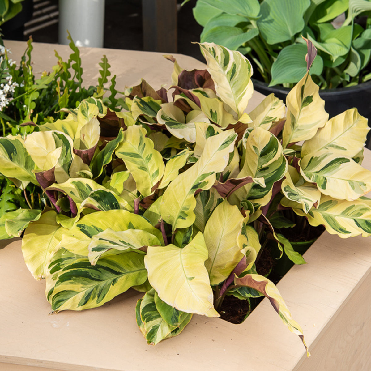 Calathea Yellow fusion / Pauwenplant - Willemse
