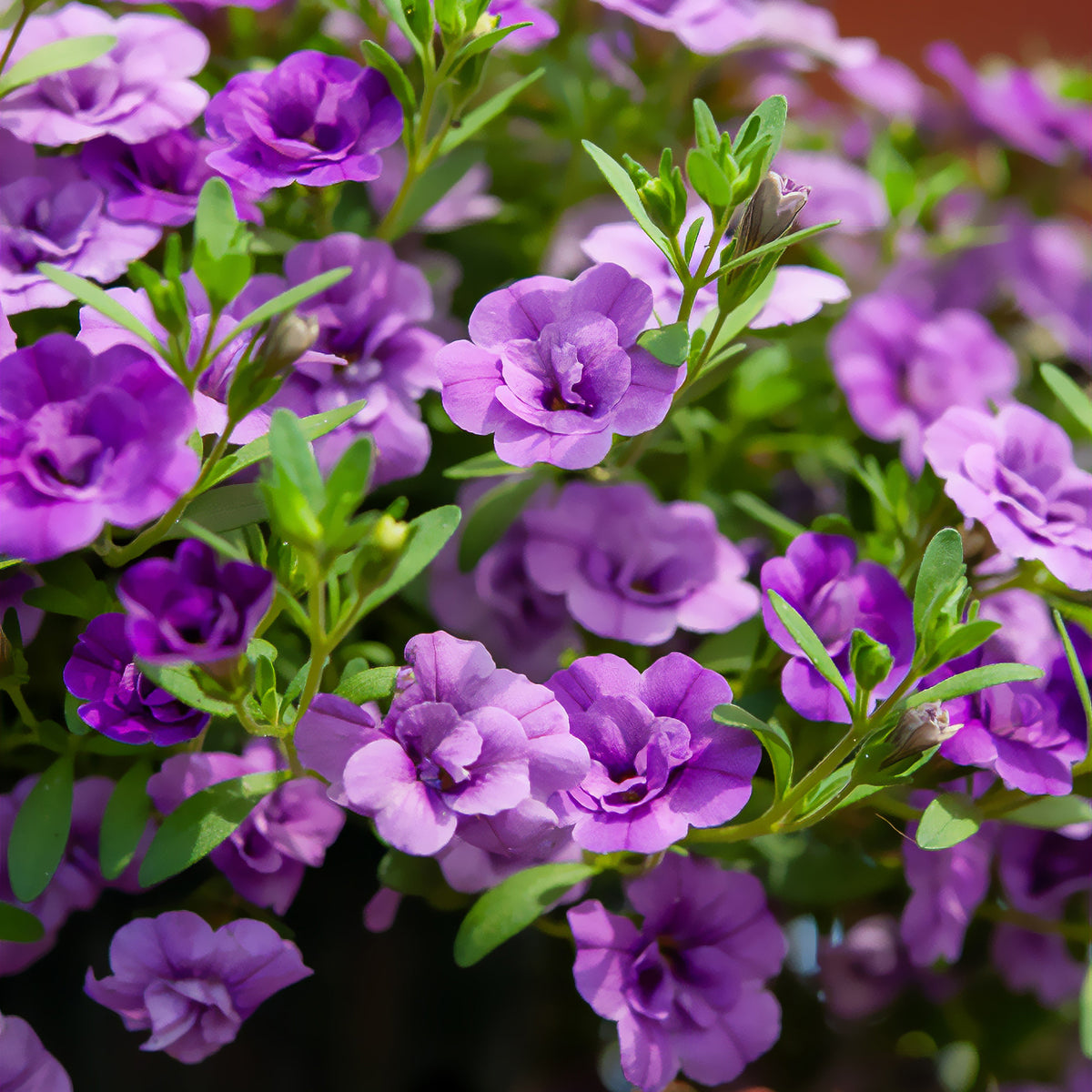 Paarse dubbelbloemige mini-petunia (x3) - Calibrachoa hybride double Amethyst - Willemse