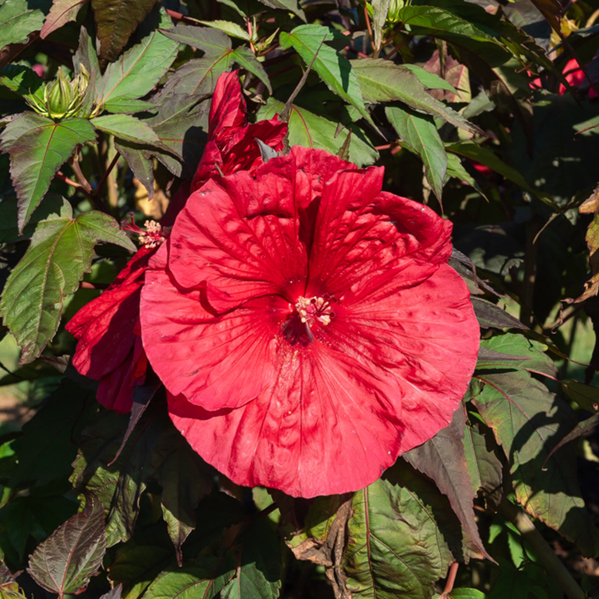 Hibiscus 'Carousel Geant Red'® / Altheastruik - Hibiscus moscheutos Carrousel Geant Red® - Willemse