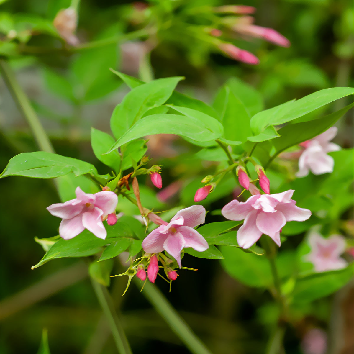 Chinese jasmijn - Jasminum stephanense - Willemse