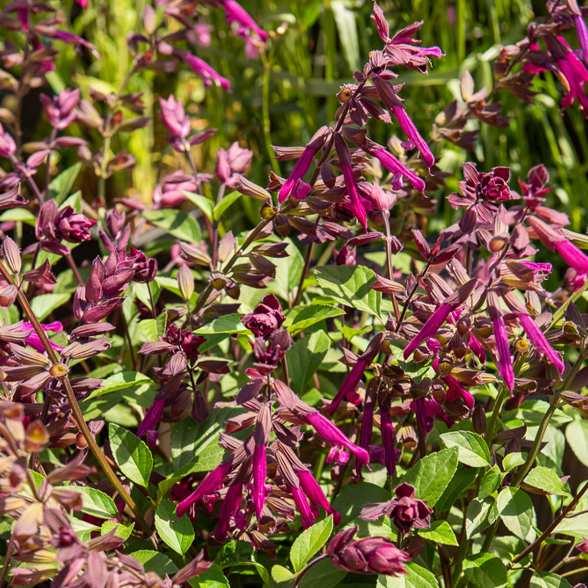 Hybride Salie Love and Wishes® - Salvia Love and Wishes ® - Willemse