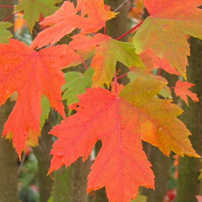 Acer freemanii Autumn Blaze - Esdoorn Freeman 'Autumn Blaze' - Esdoorn