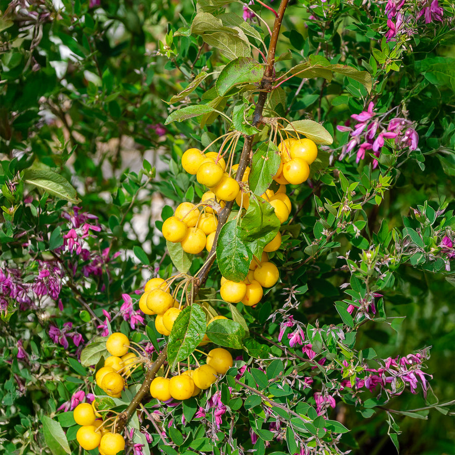 Malus Golden Hornet - Sierappel 'Golden Hornet' - Sierappel