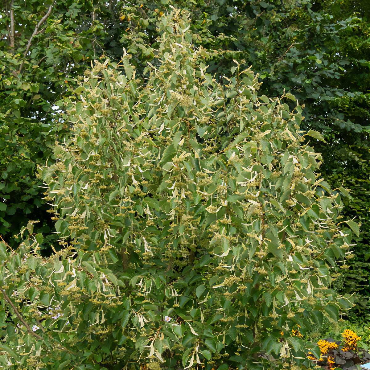 Gewimperde linde - Willemse