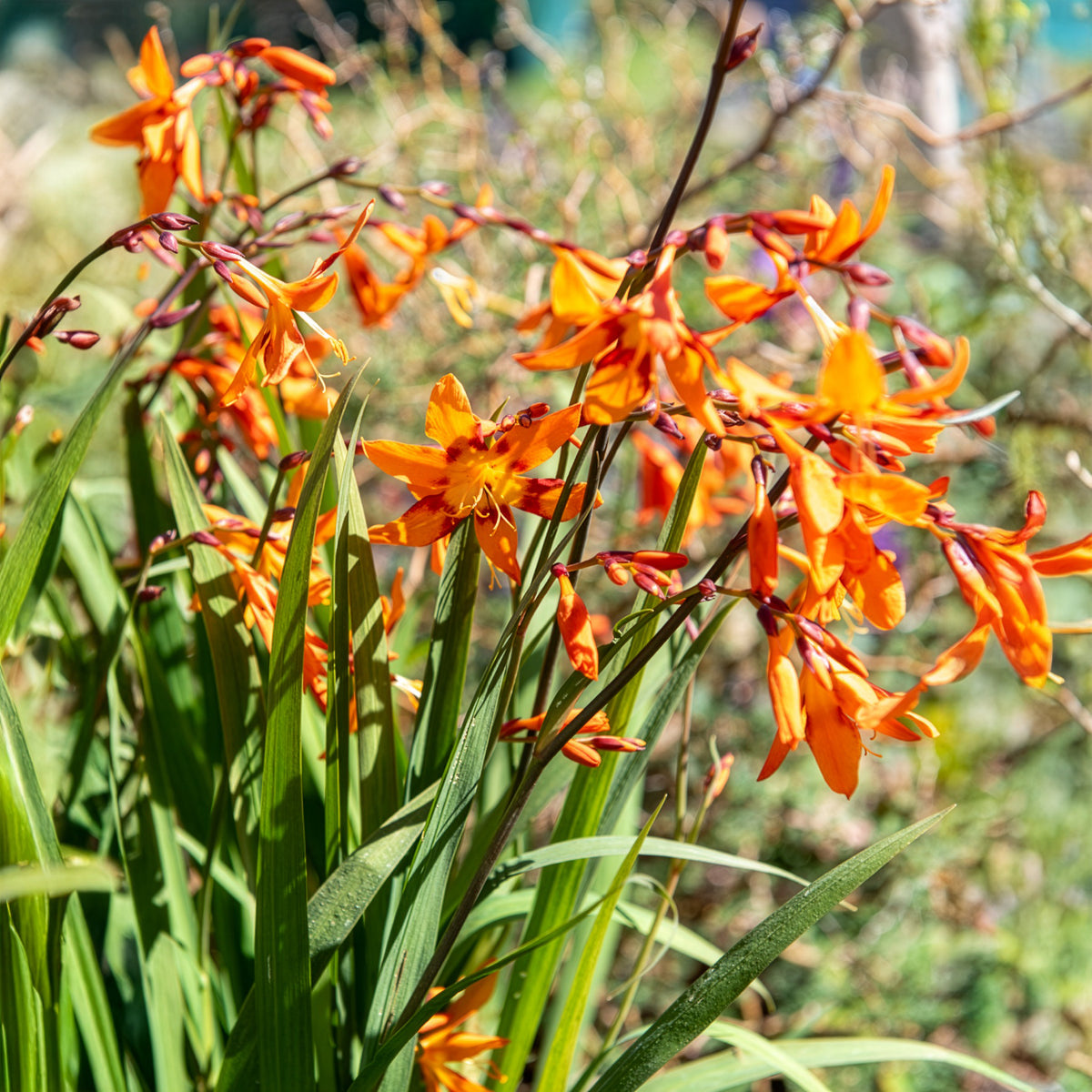 Crocosmia Emily McKenzie - Crocosmia crocosmiiflora Emily McKenzie - Willemse