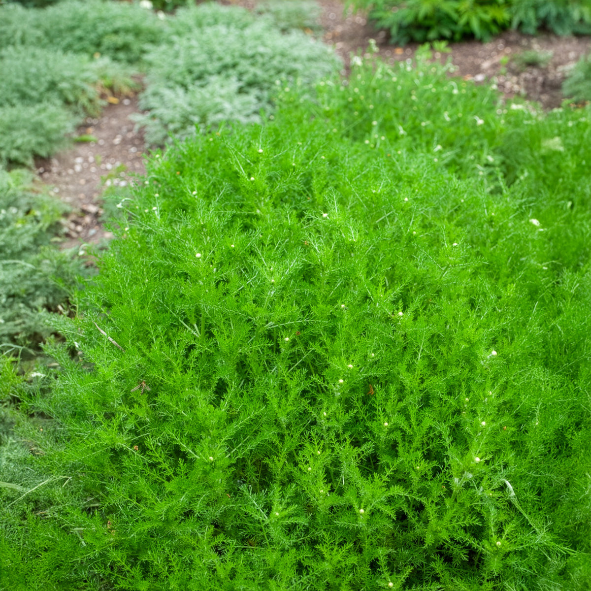 Chamaemelum nobile - Roomse kamille - Roomse kamille