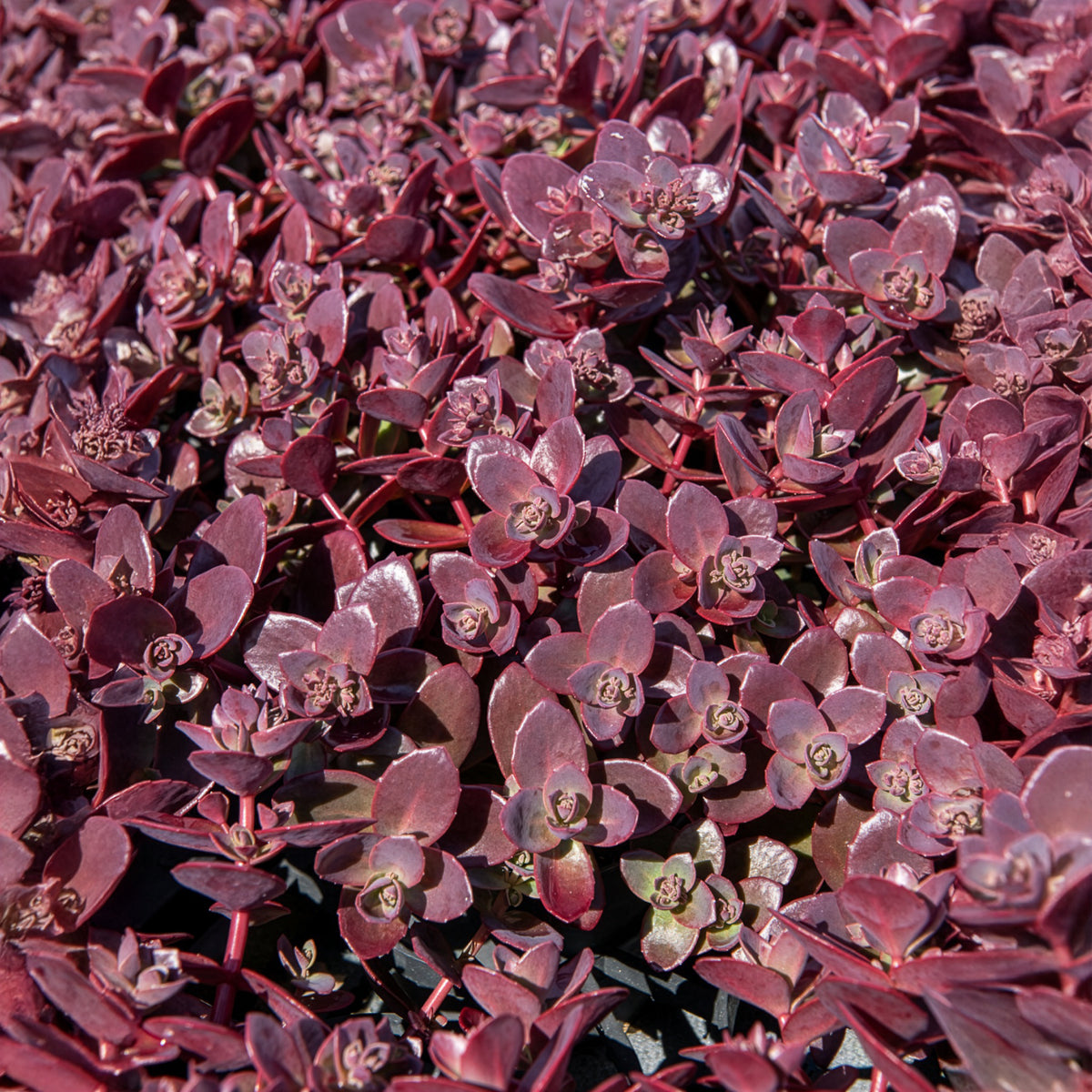 Muurpeper Firecracker - Sedum Sunsparkler® Firecracker - Willemse