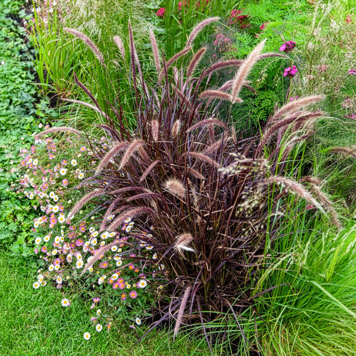 Prachtriet Lady in Red
