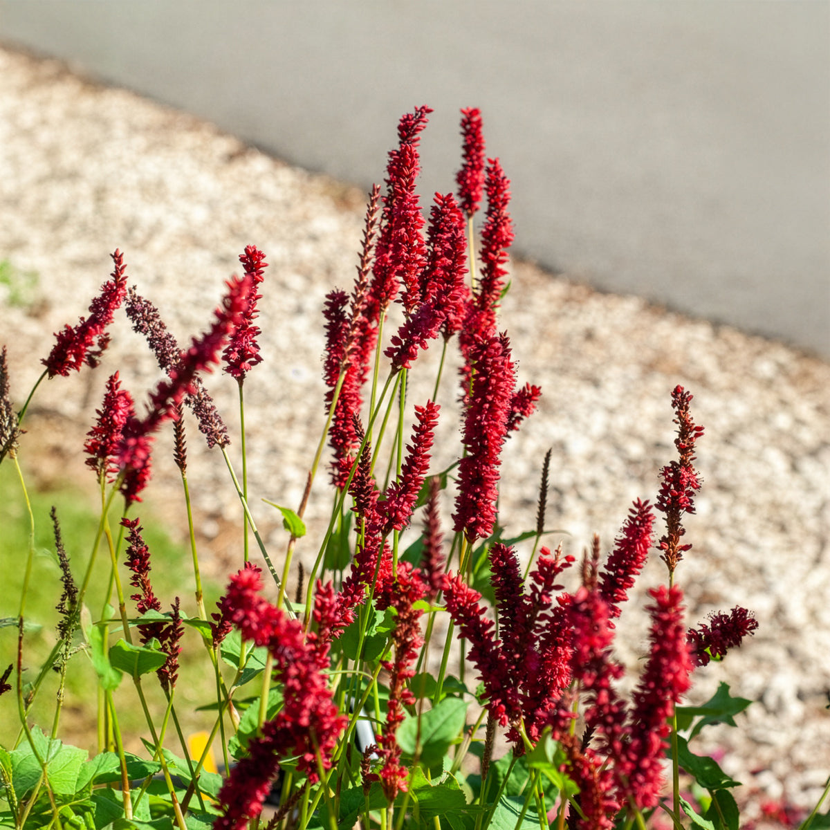 Duizendknooop Blackfield - Persicaria amplexicaulis Blackfield - Willemse