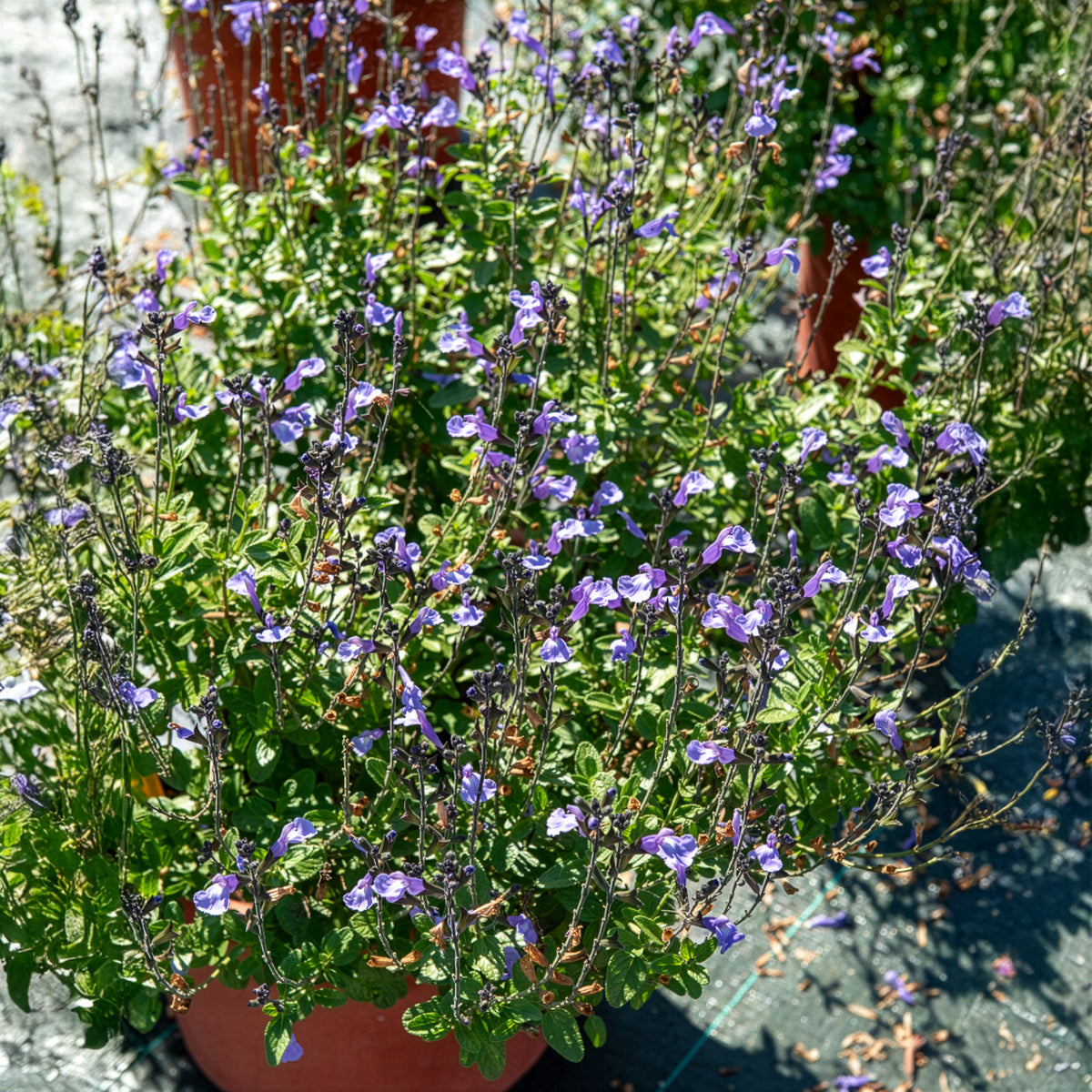 Salie So Cool Pale Blue - Willemse