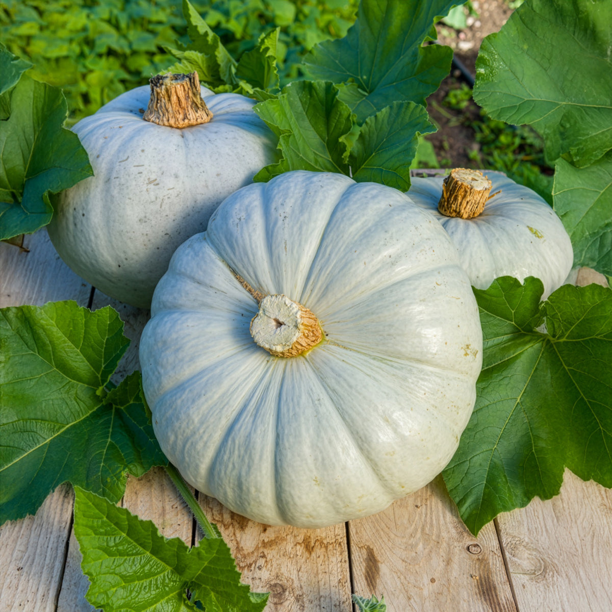 Pompoenzaden - Pompoen Bleu de Hongrie - Cucurbita maxima Bleu de Hongrie