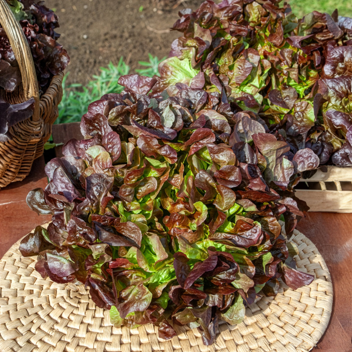 Sla Eglanti - Willemse